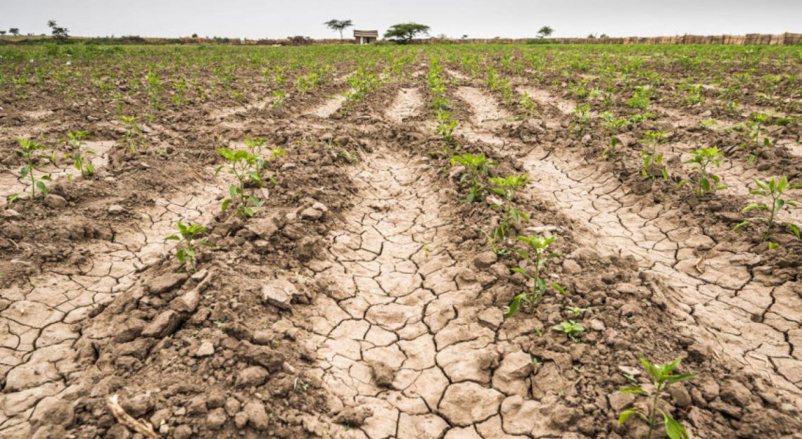 General Lavalle:Por la sequía evalúan la posibilidad de eximir de pagos a productores ganaderos