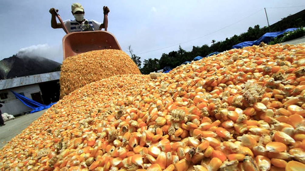 Entre RiosLa sequía generó pérdidas por US$ 130 millones en el maíz