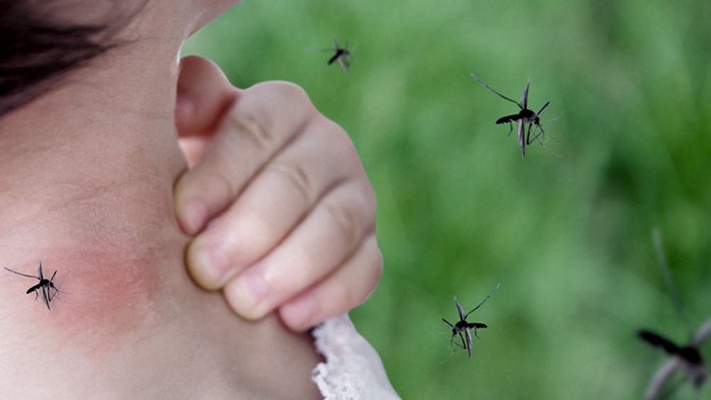 Ministerio de Salud Alertan para intensificar la vigilancia de dengue, chikungunya y otros arbovirus