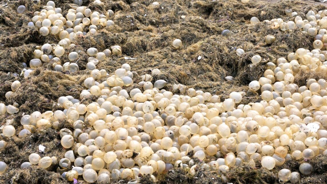 Un fenómeno únicoLa playa céntrica popular de Mar del Plata fue invadida por algas y cápsulas de caracoles