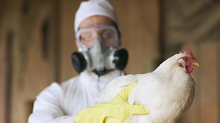 Influenza aviar:Reforzaron la vigilancia epidemiológica para evitar el ingreso del virus a la Argentina