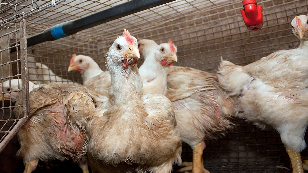 Ya son 11 los positivosEl Senasa detectó tres nuevos casos positivos de influenza aviar en aves de traspatio y silvestres