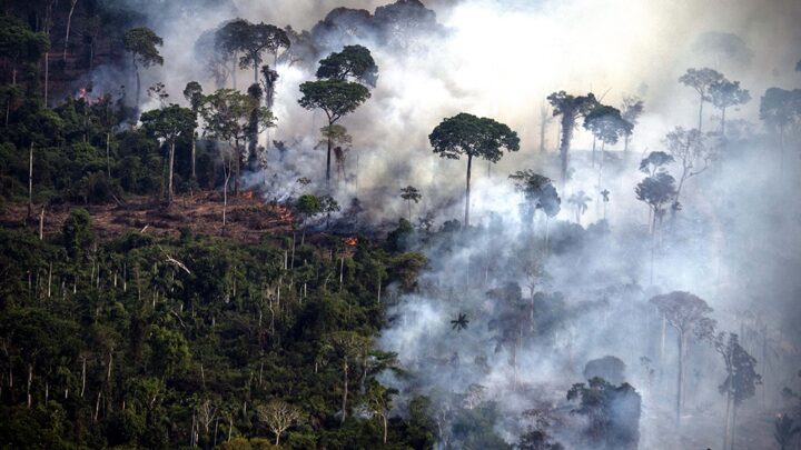 209 km2 de bosques destruidos Nuevo récord en la deforestación de la Amazonia brasileña