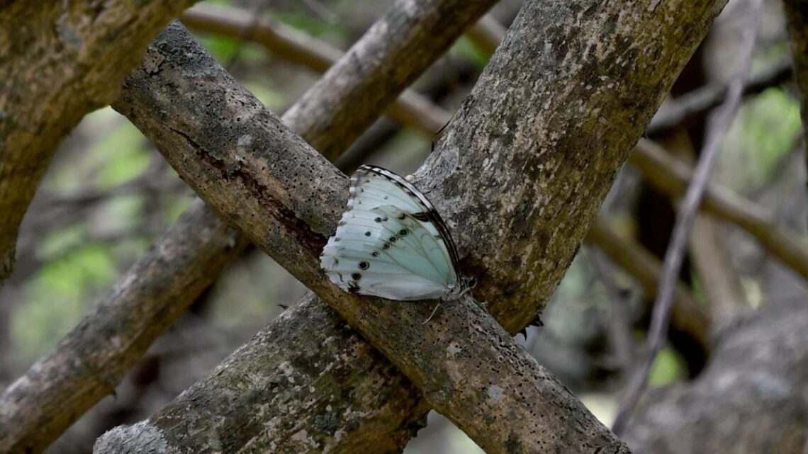 Punta indioLa sequía afecta a la población de una emblemática mariposa argentina
