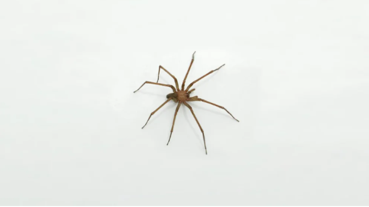 CienciaLa araña venenosa más común en las casas: cómo reconocerla y actuar ante las picaduras