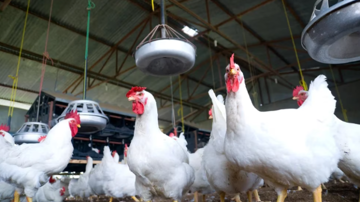 SaludGuía sobre la gripe aviar: qué es, cómo se contagia, cuáles son los síntomas y cuál es el riesgo para los humanos