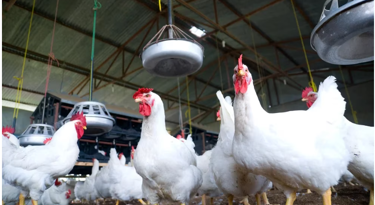 SaludGuía sobre la gripe aviar: qué es, cómo se contagia, cuáles son los síntomas y cuál es el riesgo para los humanos