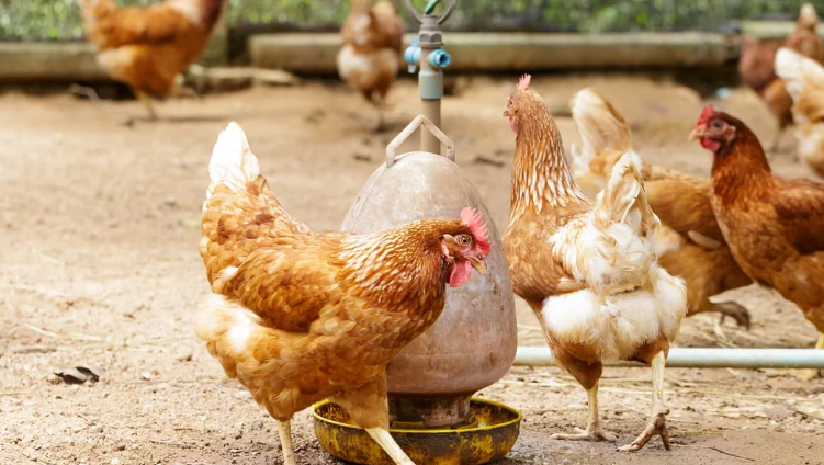 SaludGripe aviar: por qué restringir la venta de aves silvestres vivas podría frenar la transmisión del virus