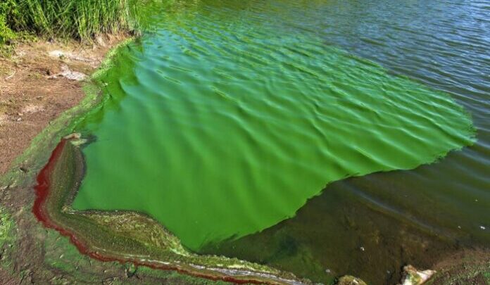 Por la sequía y el calorElevan los niveles de alerta por cianobacterias en balnearios del Río de la Plata y lagunas bonaerenses