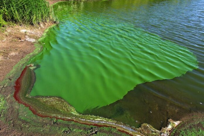 Por la sequía y el calorElevan los niveles de alerta por cianobacterias en balnearios del Río de la Plata y lagunas bonaerenses