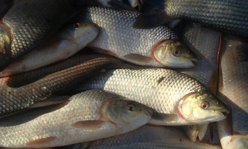 Ya tenemos el récord mundial de agrotóxicos en pecesRécord mundial de niveles de agrotóxicos en sábalos de la cuenca del Paraná