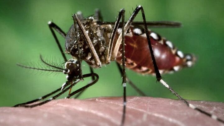Ministerio de SaludDetectaron cinco muertes y más de 9 mil casos de dengue en todo el país