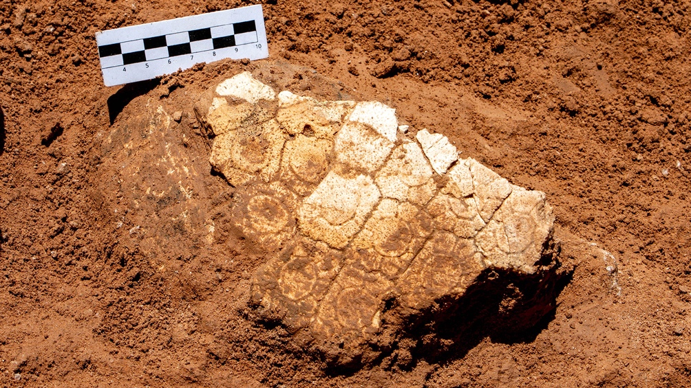 Mar del PlataHallaron restos de un gliptodonte a 50 metros del Museo de Ciencias Naturales