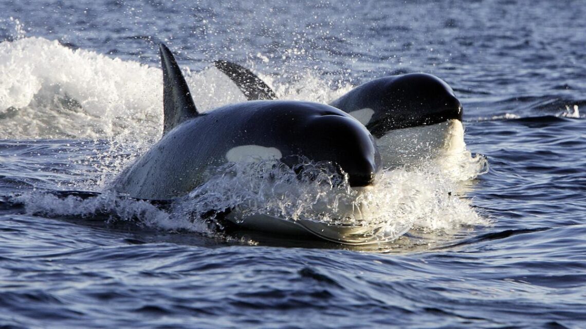 Se verán varamientos intencionalesCon un amplio programa de actividades se realizará la «Semana de las Orcas» en Chubut