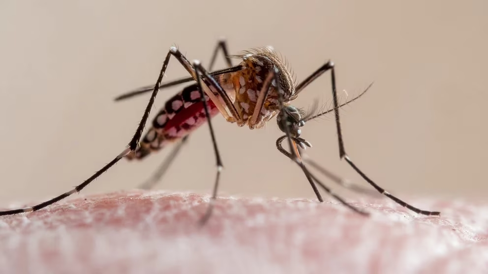 SaludFuerte aumento de dengue y Chikungunya en el AMBA: en qué zonas ya hay circulación comunitaria