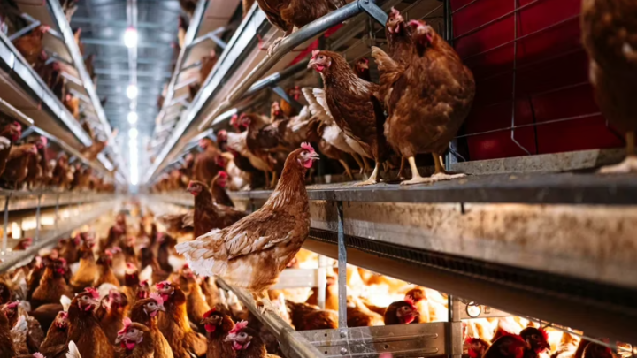 SaludGripe aviar: cuál es el riesgo de infección para los seres humanos, según los expertos