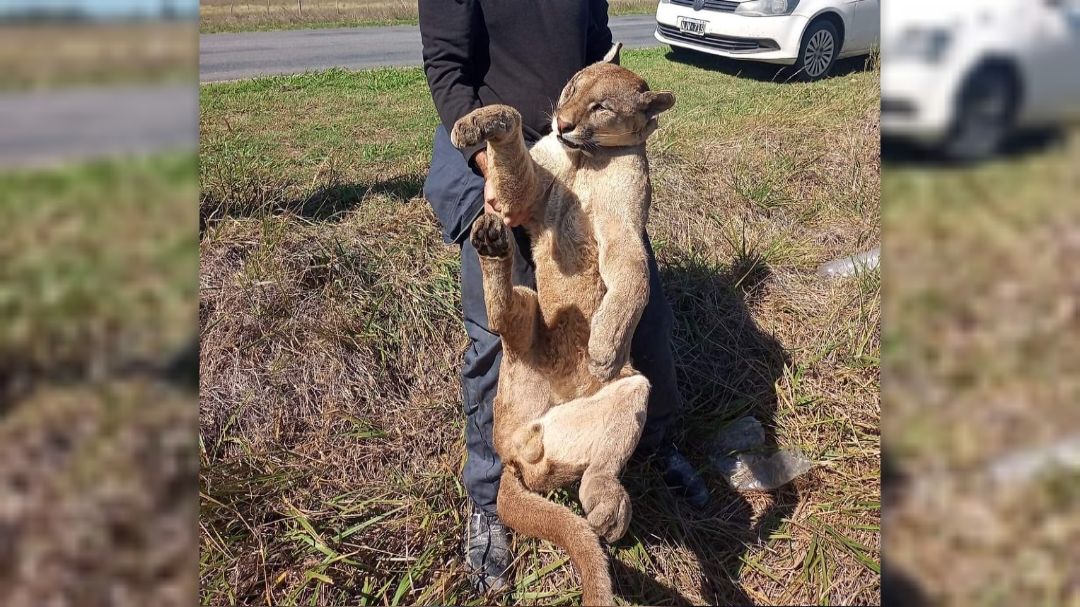 BrandsenLlamativo hallazgo en Brandsen: encuentran un puma muerto al costado de la ruta 29