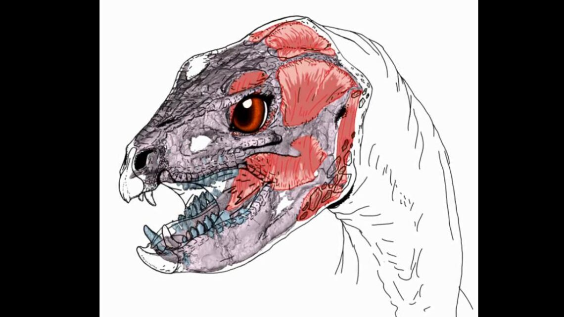  ChubutReconstruyeron en 3D el cráneo de un pequeño dinosaurio jurásico que habitó la Patagonia