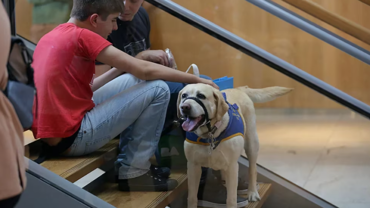 SaludDía Mundial de Concientización sobre el TEA: cómo se entrenan los perros de asistencia y qué terapias hacen