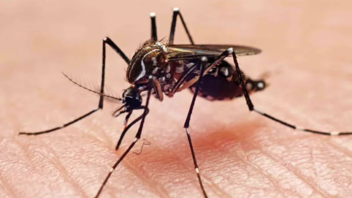 SaludCómo reconocer al mosquito del dengue y qué medidas se pueden adoptar para evitar ser picados