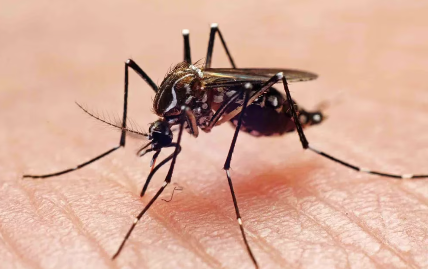 SaludCómo reconocer al mosquito del dengue y qué medidas se pueden adoptar para evitar ser picados