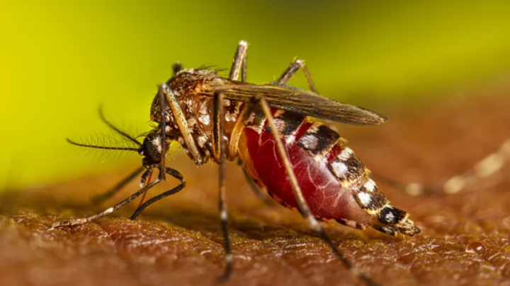 SaludAl menos 25 muertes en todo el país: la radiografía del dengue en la Argentina