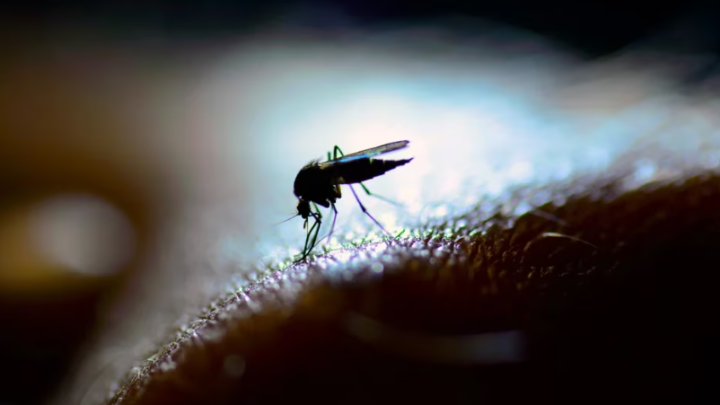 SaludEl mosquito del dengue pica de día y de noche: cuáles son las horas más riesgosas