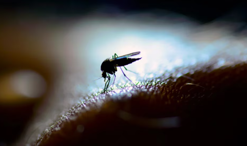 SaludEl mosquito del dengue pica de día y de noche: cuáles son las horas más riesgosas