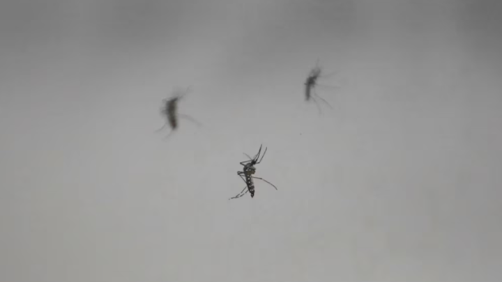 SaludQué es el DENV-2: el serotipo detrás de 3 de cada 4 muertes por dengue en la Argentina