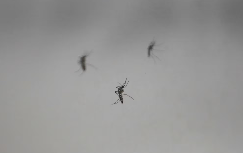 SaludQué es el DENV-2: el serotipo detrás de 3 de cada 4 muertes por dengue en la Argentina