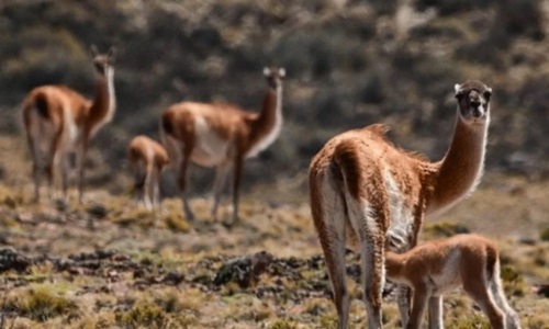 El guanaco para frenar la desertificación en la PatagoniaEl guanaco es una «oportunidad única» para disminuir los procesos de desertificación en la Patagonia