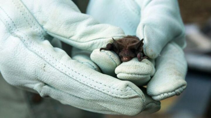 Tandil: En un mes ya detectaron 5 casos de murciélagos con rabia