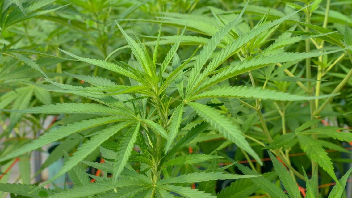 Un trabajo del intaLos detalles del convenio para «potenciar la producción de cannabis a campo abierto»