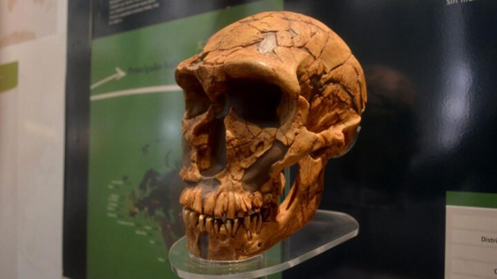 Según una investigaciónLos latinoamericanos tenemos una importante contribución genética de los neandertales
