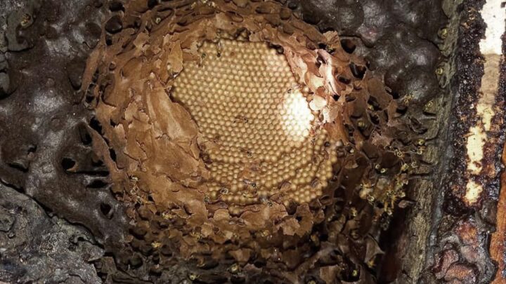 SE INVESTIGA EN CHACOEstudian la cera de abejas en la elaboración de alimentos para personas con celiaquía