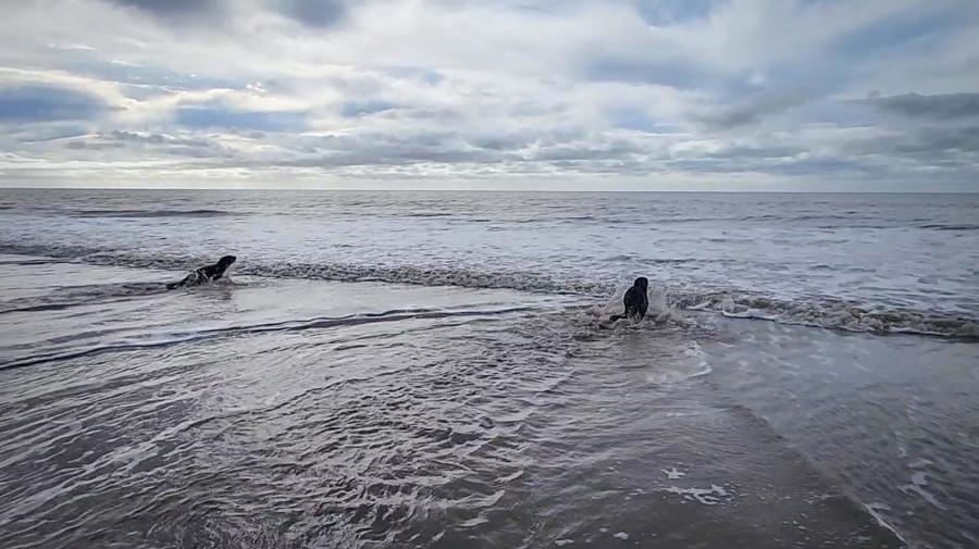 San Clemente del TuyúRegresan al mar a dos lobos marinos y un elefante marino tras su rehabilitación