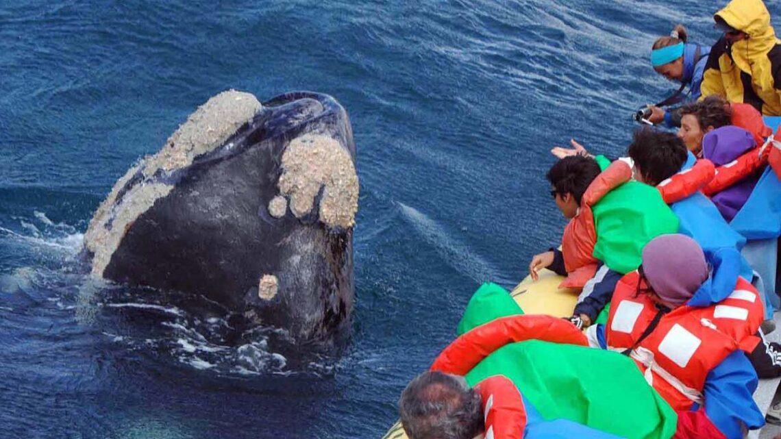 Atractivo turísticoCon el inicio de la temporada de ballenas llega «Planeta Madryn»