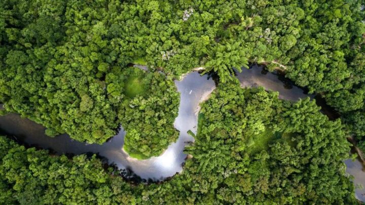  Brasil y Bolivia, los más perjudicadosLa Tierra perdió áreas de selva equivalentes a una cancha de fútbol cada 5 segundos