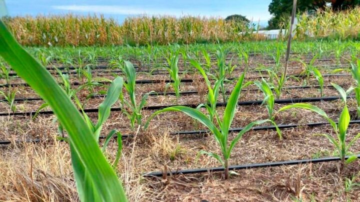 Insumo amigable con el ambienteAgua oxigenada para cuidar los cultivos de maíz, un proyecto universitario que sorprende en el NEA