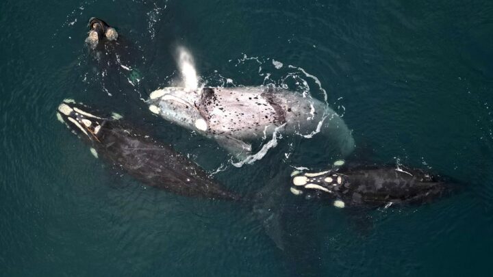En Argentina hay más de 20 especies de cetáceosAdvierten que las ballenas y los delfines padecen el cambio climático y la caza