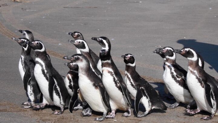 En la costa de san clemente15 pingüinos regresaron al mar tras rehabilitarse de hipotermia, desnutrición y empetrolamiento