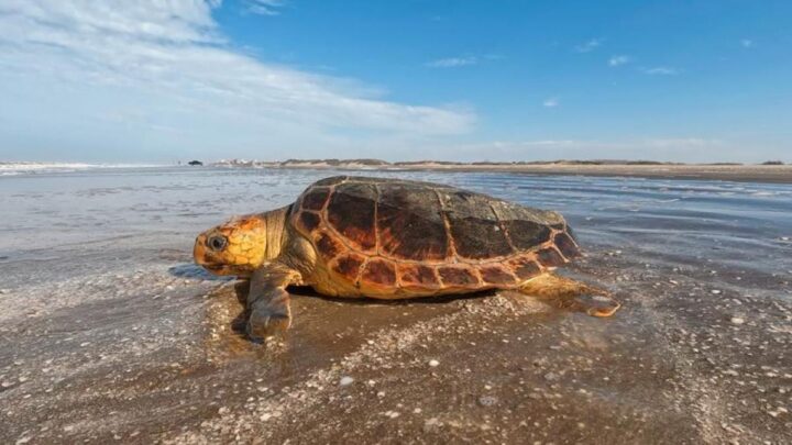 En San ClementeLiberaron a una «tortuga cabezona» que fue atrapada en una red de pesca