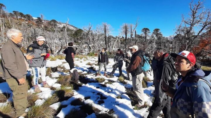 AmbientePlantarán 3.500 araucarias en Neuquén para luchar contra la crisis climática