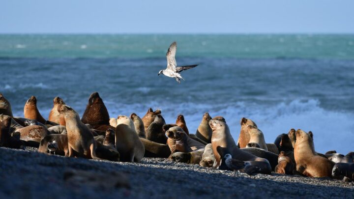 En distintos puntos de las costasSe registraron más de 200 muertes de lobos marinos en Chubut en los últimos 17 días