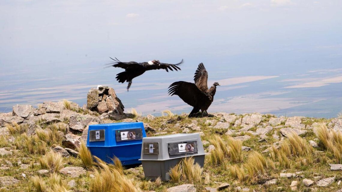 Especie en peligro de extinciónSan Luis: liberaron a dos ejemplares de cóndor andino con seguimiento satelital