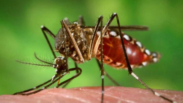 Este viernes y el de la semana próximaIntensificarán las campañas de prevención del dengue en 31 municipios bonaerenses