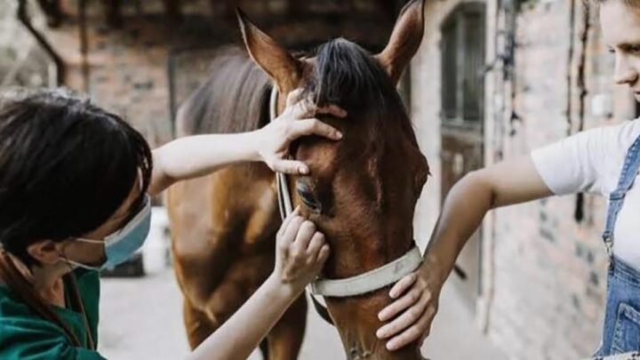 Desde febreroOrganizadores de eventos equinos deberán exigir vacunación de encefalomielitis