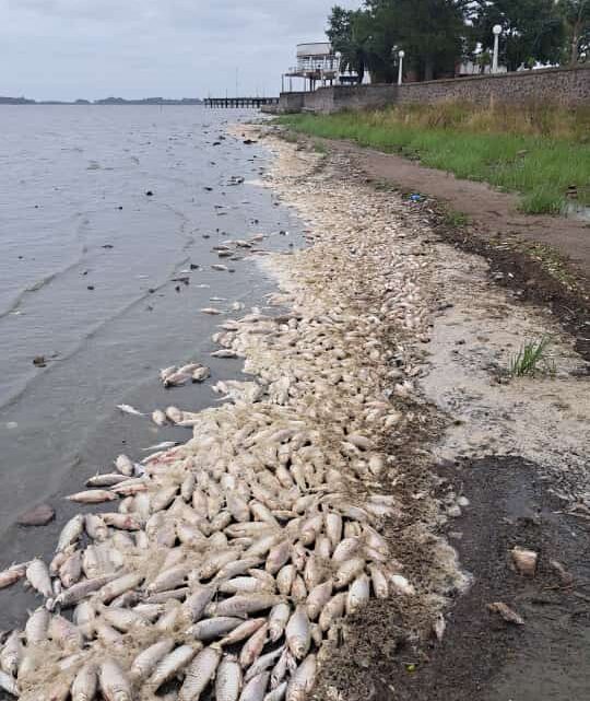 SE DESCONOCEN LAS RAZONESImpresionante mortandad de peces afecta a la laguna de Chascomús, y genera asombro entre los vecinos