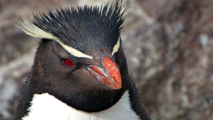 Día de la ConcientizaciónCambio climático, contaminación y pesca, causas de impacto en la conservación de pingüinos