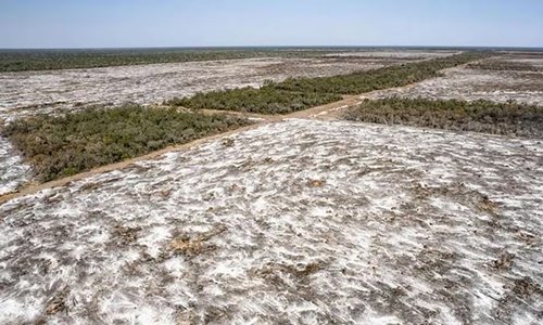Aumentan los desmontes, más de cien mil hectareas en 2023En su Informe Anual sobre deforestación, Greenpeace denuncia que en 2023 aumentaron los desmontes en el norte argentino
